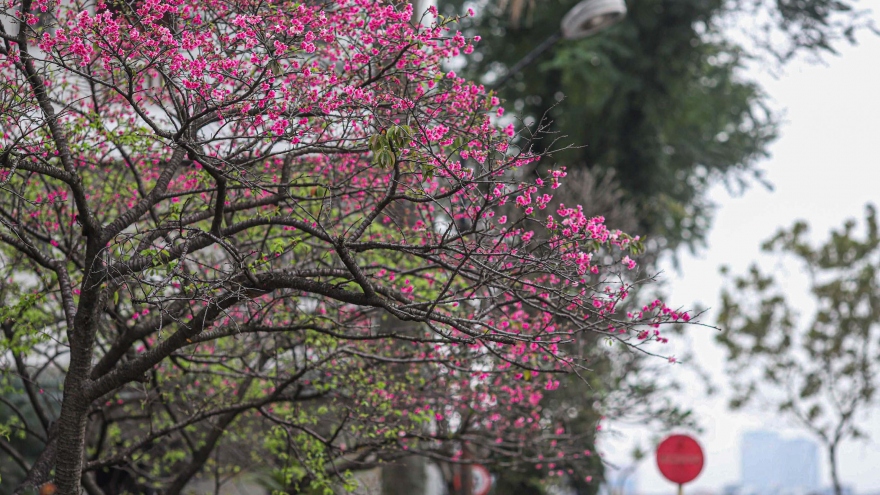 Japanese cherry blossoms bloom in Hanoi